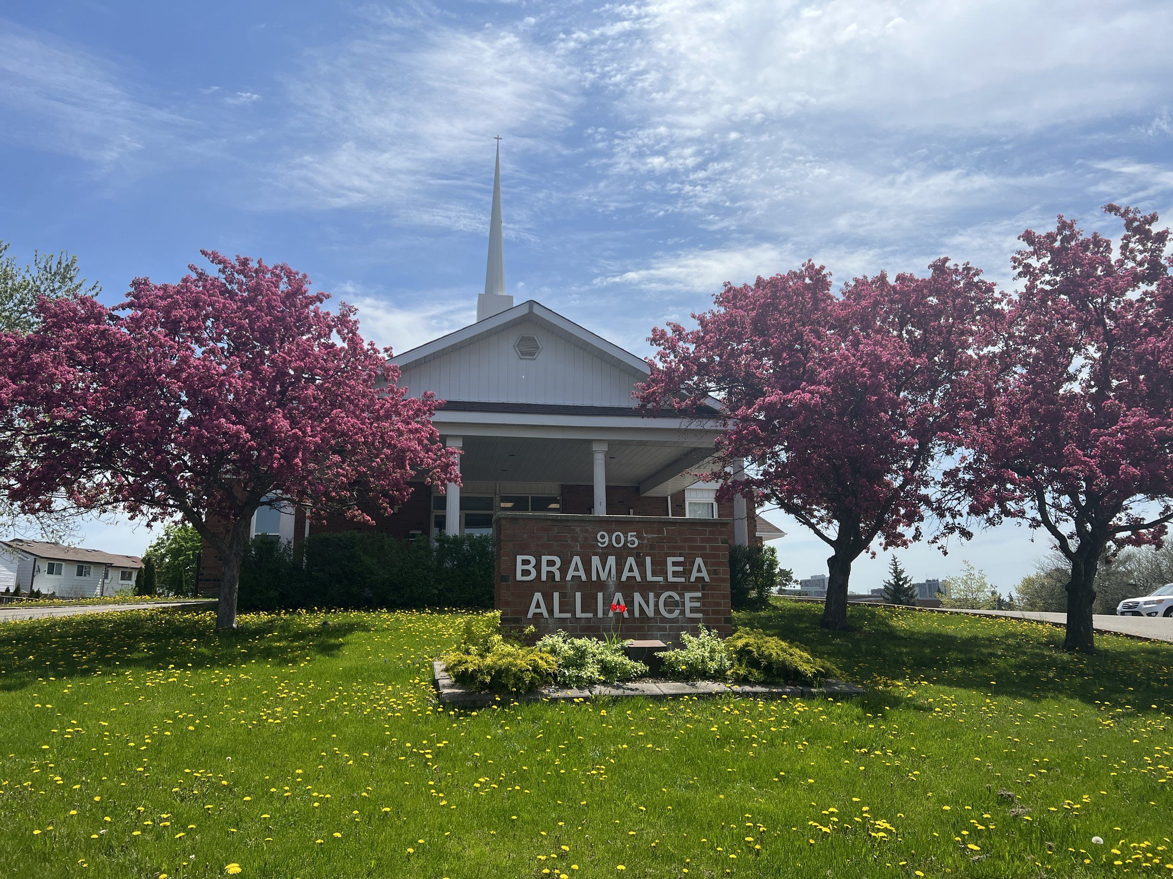Bramalea Alliance Church, a white steeple above the entrance, behind the church's sign and two crabapple trees in bloom